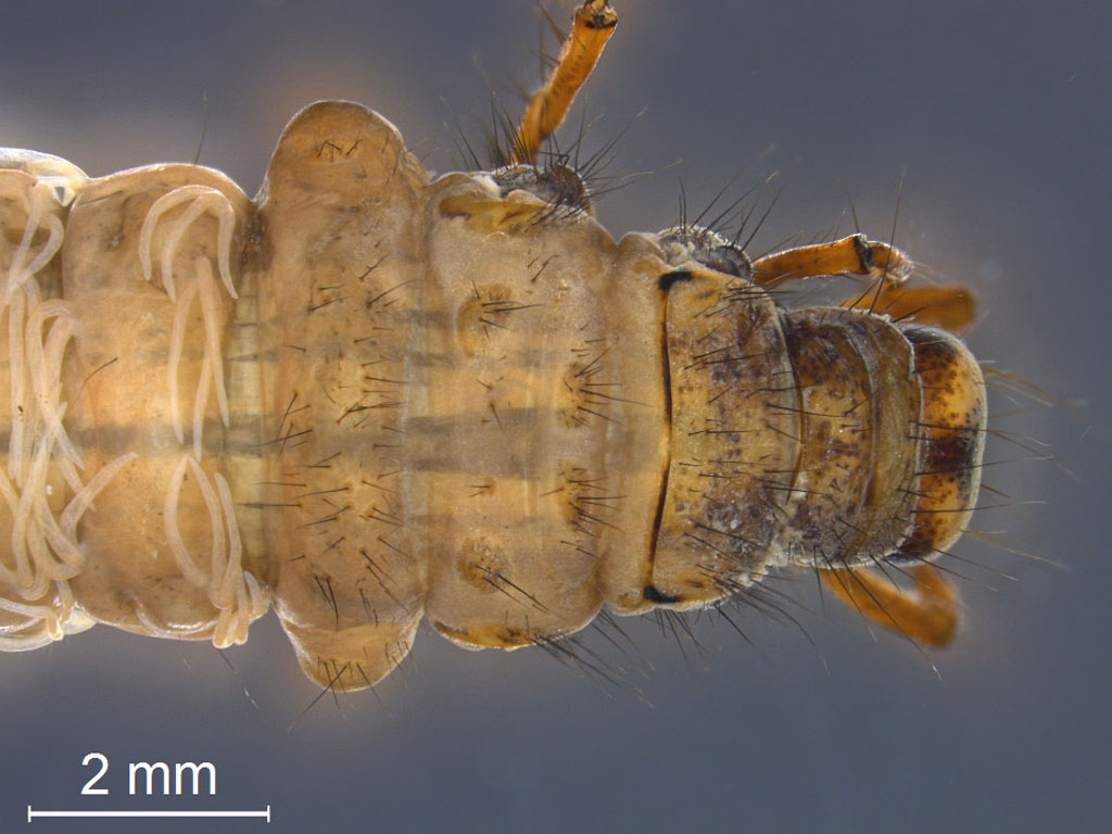 Anabolia concentrica